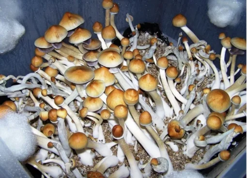 Alacabenzi