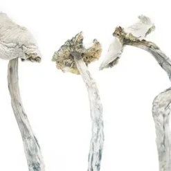 Albino Amazonian Magic Mushrooms