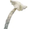 Albino Amazonian Magic Mushrooms