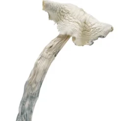 Albino Amazonian Magic Mushrooms