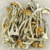 Amazonian Cubensis Magic Mushrooms