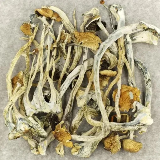 Amazonian Cubensis Magic Mushrooms