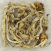 Apex Psilocybe Cubensis