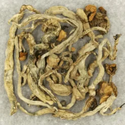 Apex Psilocybe Cubensis