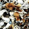 B Magic Mushrooms