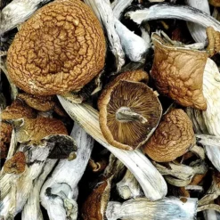 psychedelic mushrooms michigan