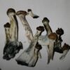 Brazilian cubensis