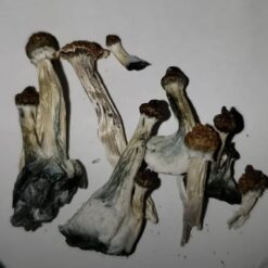 Brazilian cubensis