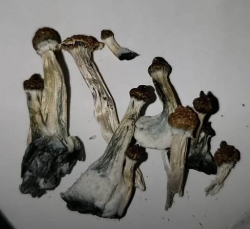 Brazilian cubensis