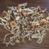 Cambodian Cubensis