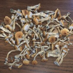 Cambodian Cubensis