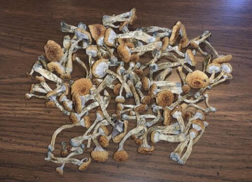 Cambodian Cubensis
