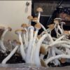cuban Cubensis mushroom