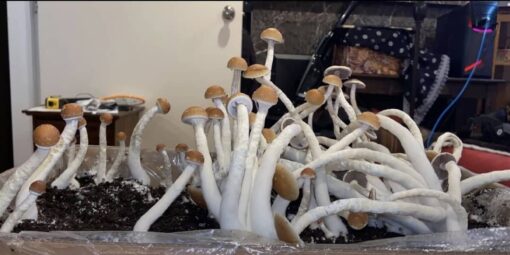 cuban Cubensis mushroom