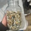 Honduras Cubensis Mushrooms
