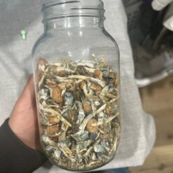 Honduras Cubensis Mushrooms