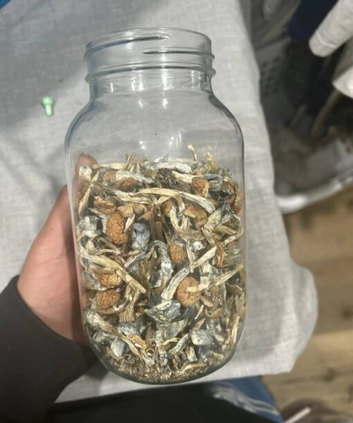 Honduras Cubensis Mushrooms