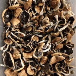Mazatapec Magic Mushrooms