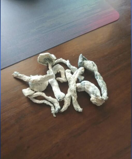 Hawaiian Magic Mushrooms