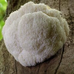 Buy Lions Mane Mushroom